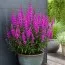 Дербенник Dropmore Purple фото