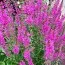 Дербенник Dropmore Purple фото