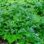 Бруннера Macrophylla фото