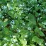 Бруннера Macrophylla фото