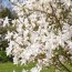 Магнолия Stellata фото