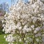 Магнолия Stellata фото