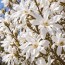 Магнолия Stellata фото