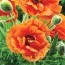 Мак Orange Glow фото