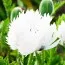 Мак White Ruffles фото