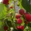 Малиновое дерево Крепыш фото
