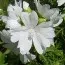 Штокроза Moschata Alba фото