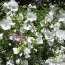Штокроза Moschata Alba фото