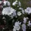 Штокроза Moschata Alba фото