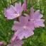 Штокроза Moschata Rosea фото