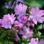 Штокроза Moschata Rosea фото