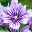 Мальва лесная Primley Blue фото