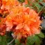 Рододендрон Mandarin Lights фото