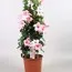 Мандевилла Cream Pink фото