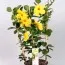 Мандевилла Diamantina Opale Citrine фото