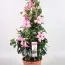 Мандевилла Diamantina Opale Fuchsia Flammé фото