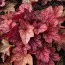 Гейхера Maroon Blush фото