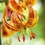 Лилия Sunny Morning фото