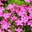 Флокс McDaniel`s Cushion фото