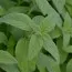 Мята Banana Mint фото