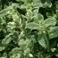 Мята Variegata (рассада) фото