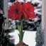 Амариллис Merry Xmas фото