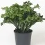 Микросорум Green Flame фото