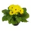 Гербера Midi Yellow фото