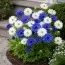 Анемоны Blue and White Микс фото