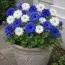Анемоны Blue and White Микс фото