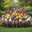Микс Blooming Layers фото