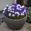 Крокусы Blue and White Микс фото