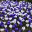 Крокусы Blue and White Микс фото
