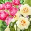 Микс Splashes of Champagne фото