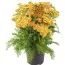 Тысячелистник Milly Rock Yellow Terracotta фото