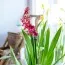 Орхидея Miltonia Red фото