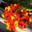 Орхидея Mini Epidendrum Orange фото