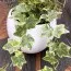 Плющ Mint Kolibri фото