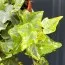Плющ Mint Kolibri фото