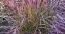 Мискантус Purple Fall фото
