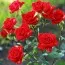 Роза бордюрная Mirabel фото