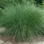 Мискантус Gracillimus фото