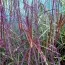 Мискантус Purple Fall фото