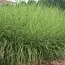 Мискантус Zebrinus фото