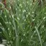 Мискантус Zebrinus фото