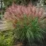 Мискантус Red Chief фото