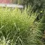 Мискантус Strictus фото