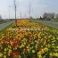 Микс ландшафтный Arnhem фото