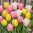 Микс тюльпанов Pastel Valley фото