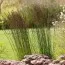 Молиния Moorhexe фото